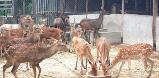 Nông dân Gia Lai làm giàu từ nhung hươu, nai sau thất bại cay đắng