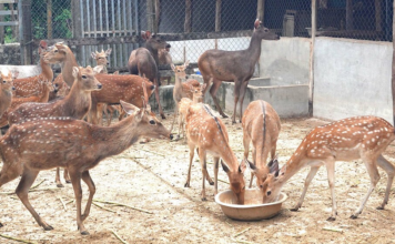 Nông dân Gia Lai làm giàu từ nhung hươu, nai sau thất bại cay đắng