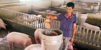 Làm giàu ở nông thôn: Nuôi lợn cho ăn hoa quả, nhân sâm