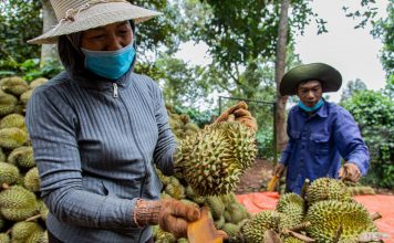 Xuất khẩu sầu riêng đạt hơn 117 triệu USD