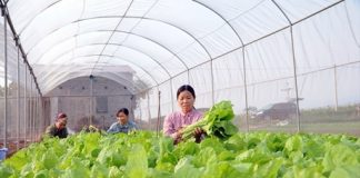 Khơi thông nguồn vốn cho vay phát triển nông nghiệp công nghệ cao
