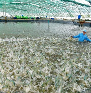 Hợp tác xã và doanh nghiệp nhỏ vẫn đứng ngoài tài chính xanh