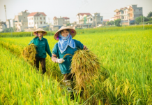 Giảm lệ thuộc hóa chất, bước chuyển tất yếu của nền nông nghiệp hiện đại