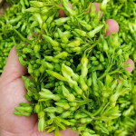 Trồng hoa thơm làm rau bán cháy hàng, nông dân bỏ túi 1 triệu/ngày