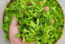 Trồng hoa thơm làm rau bán cháy hàng, nông dân bỏ túi 1 triệu/ngày