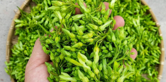 Trồng hoa thơm làm rau bán cháy hàng, nông dân bỏ túi 1 triệu/ngày