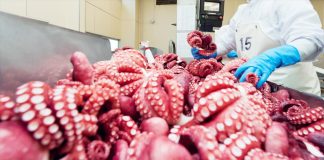 Xuất khẩu mực, bạch tuộc tăng trưởng mạnh