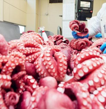 Xuất khẩu mực, bạch tuộc tăng trưởng mạnh