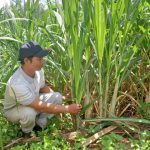 “Góp gió thành bão”, anh nông dân người Chăm ở Phú Yên trồng mía và rừng thành tỷ phú, sắm được dàn xe “khủng”