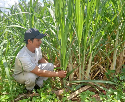 “Góp gió thành bão”, anh nông dân người Chăm ở Phú Yên trồng mía và rừng thành tỷ phú, sắm được dàn xe “khủng”