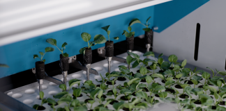 Singapore vận hành trang trại thẳng đứng cao nhất thế giới, ứng dụng AI và robot