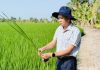 Đề án 1 triệu hecta lúa: Đi đúng hướng, kết quả tích cực