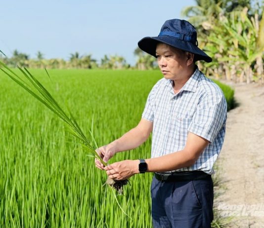 Đề án 1 triệu hecta lúa: Đi đúng hướng, kết quả tích cực