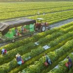 Từ cánh đồng đến tương lai: Trí tuệ nhân tạo có thể thay đổi ngành nông nghiệp ra sao