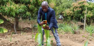 Công nghệ cao, năng suất cao: Nông dân Kenya ứng dụng AI để tăng hiệu quả sản xuất