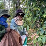 Hồ tiêu niên vụ 2026: Được giá, “khát” nhân công