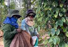 Hồ tiêu niên vụ 2026: Được giá, “khát” nhân công