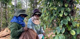 Hồ tiêu niên vụ 2026: Được giá, “khát” nhân công