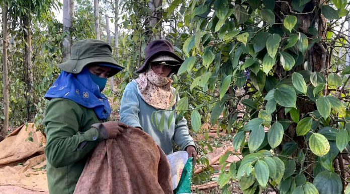 Hồ tiêu niên vụ 2026: Được giá, “khát” nhân công