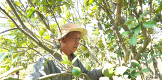 Lão nông người Bạc Liêu tại Gia Lai và bộ rễ nu bằng lăng độc lạ