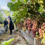 Sơn La: Nhiều mô hình trồng cây ăn quả thu nhập 400 triệu đồng/ha