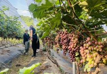 Sơn La: Nhiều mô hình trồng cây ăn quả thu nhập 400 triệu đồng/ha