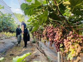 Sơn La: Nhiều mô hình trồng cây ăn quả thu nhập 400 triệu đồng/ha