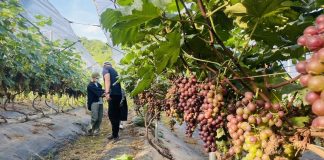 Sơn La: Nhiều mô hình trồng cây ăn quả thu nhập 400 triệu đồng/ha