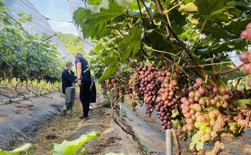 Sơn La: Nhiều mô hình trồng cây ăn quả thu nhập 400 triệu đồng/ha