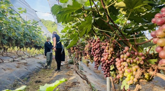 Sơn La: Nhiều mô hình trồng cây ăn quả thu nhập 400 triệu đồng/ha