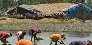 Thiếu phân bón vì chiến sự Iran, nông dân Nam Á đứng trước rủi ro mất mùa