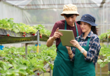 Làn sóng doanh nghiệp mới trong nông nghiệp đang dâng cao