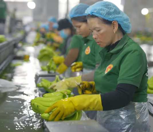 Công ty Duy Tân (Quảng Ngãi) dự thu hơn 100 triệu USD chuối tại Campuchia