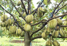 Mở rộng “vé thông hành” cho sầu riêng Gia Lai sang Trung Quốc