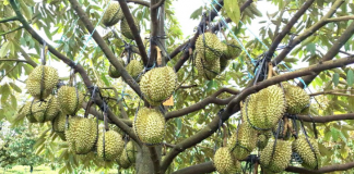 Mở rộng “vé thông hành” cho sầu riêng Gia Lai sang Trung Quốc