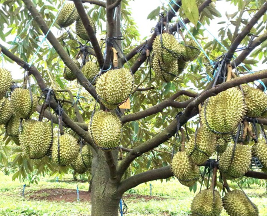 Mở rộng “vé thông hành” cho sầu riêng Gia Lai sang Trung Quốc