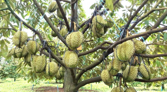 Mở rộng “vé thông hành” cho sầu riêng Gia Lai sang Trung Quốc