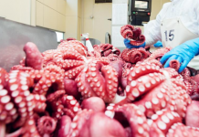 Xuất khẩu mực, bạch tuộc tăng trưởng mạnh