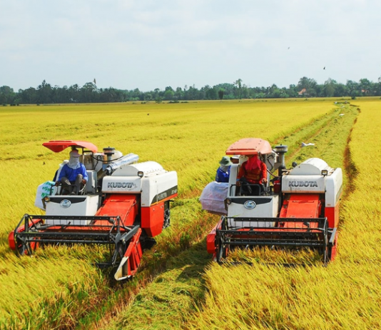 Giảm diện tích, không sản xuất vụ thu đông tại ĐBSCL nếu thiếu nước cuối vụ
