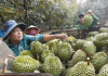 Chuẩn hóa sản xuất, nâng tầm thương hiệu sầu riêng Việt