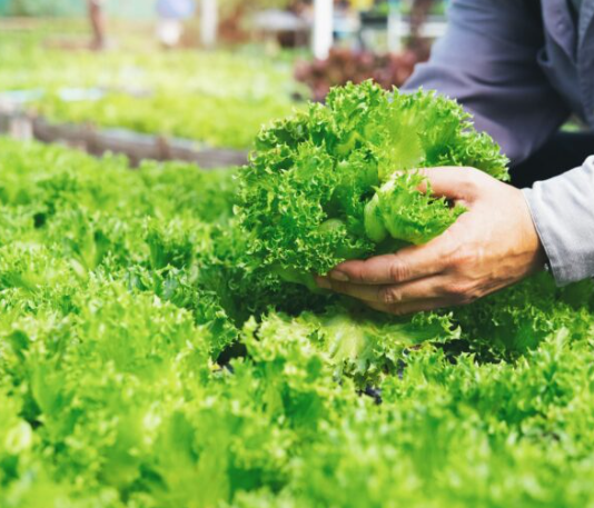 Chứng nhận GAP – Chuẩn mực lớn, cánh cửa nhỏ