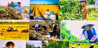 Cắt giảm thủ tục hành chính ở 11 lĩnh vực nông nghiệp và môi trường