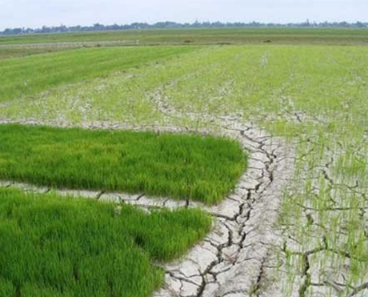 Hạn hán, xâm nhập mặn gia tăng, khuyến cáo không gieo trồng khi thiếu nước