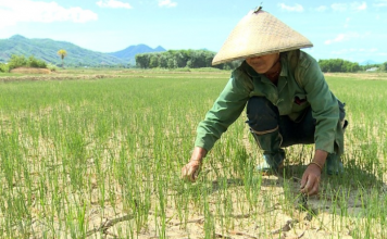 Nhiều đợt nắng nóng gay gắt ở Bắc và Trung Bộ trong tháng 6