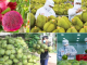 Những tín hiệu tích cực trên đường đua 10 tỷ USD của rau quả Việt