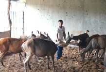 Nông dân Gia Lai làm giàu từ nhung hươu, nai sau thất bại cay đắng