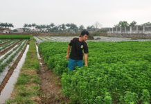 Chàng kỹ sư công nghệ sinh học về làm giàu từ cây bạc hà