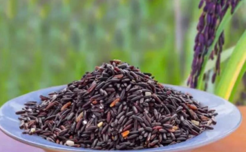 Giống lúa mì tím mở ra hướng nâng cao giá trị dinh dưỡng cho sản phẩm từ lúa mì