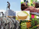 5 tháng đầu năm xuất khẩu nông lâm thủy sản đạt gần 30 tỷ USD