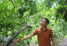 Trồng cây ăn quả nhàn tênh nhờ hệ thống tưới tự động